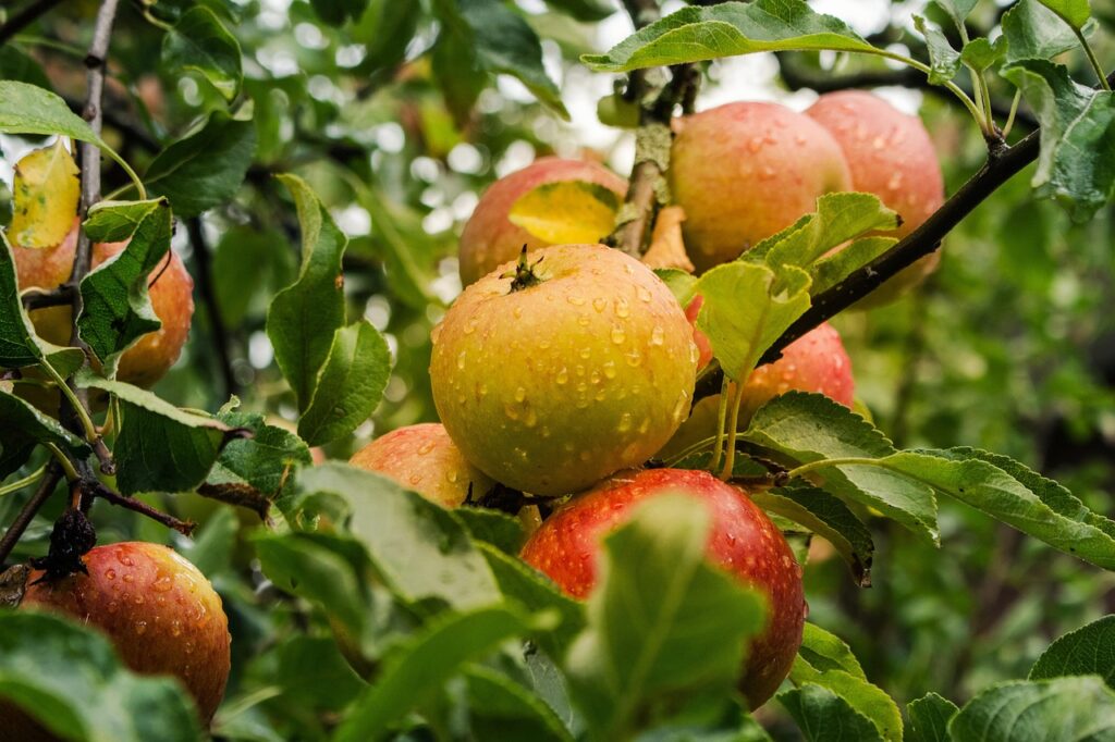 Apple Benefits: Nutrition Facts, Uses, and Health Advantages
