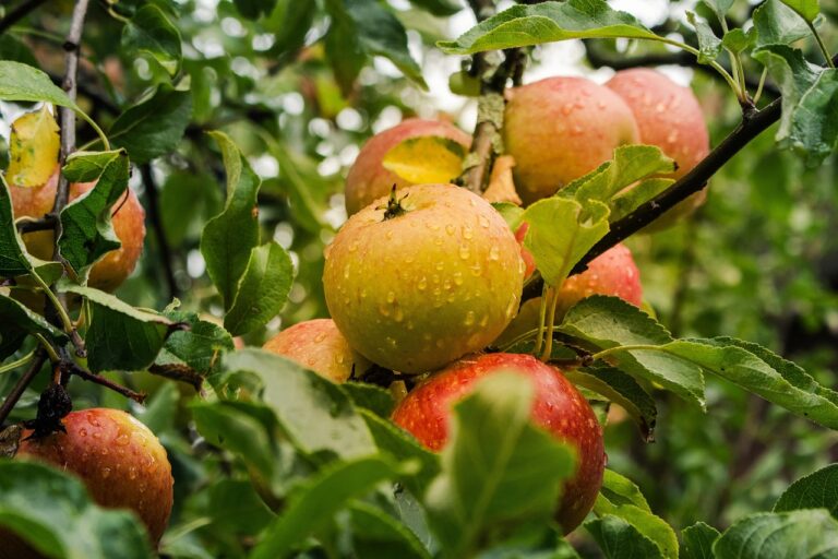 Apple Benefits: Nutrition Facts, Uses, and Health Advantages