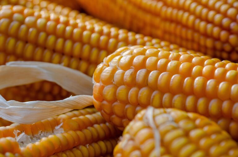 Corn Benefits: Nutrition Facts, Uses, and Health Advantages