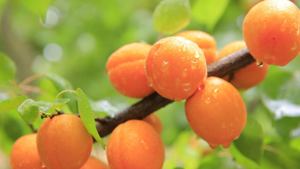 Apricot: Nutrition, Health Benefits, and Uses